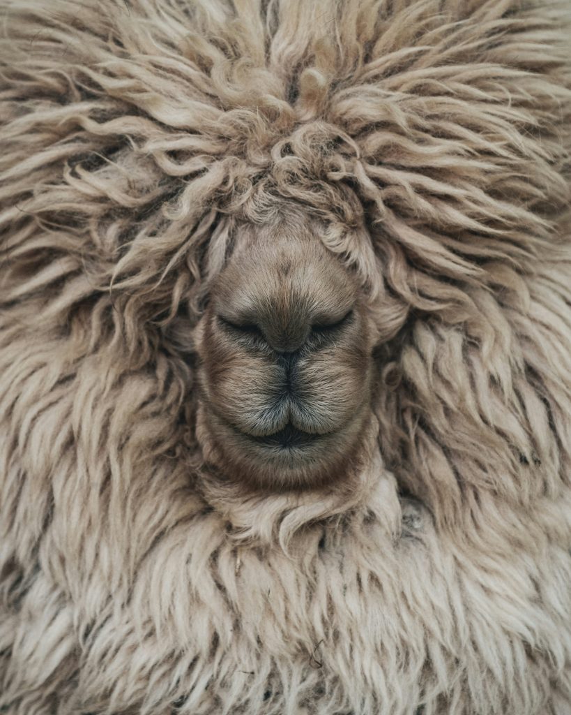 self-cleaning wool properties